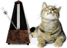 katze