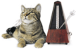 katze