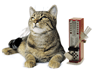 katze