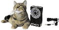 katze